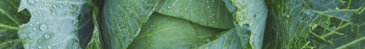 Pompes de jardin 