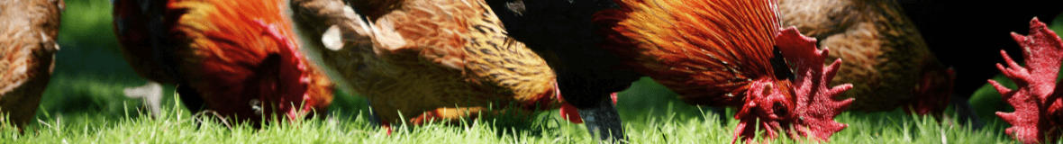 Poulaillers en plastique recyclé