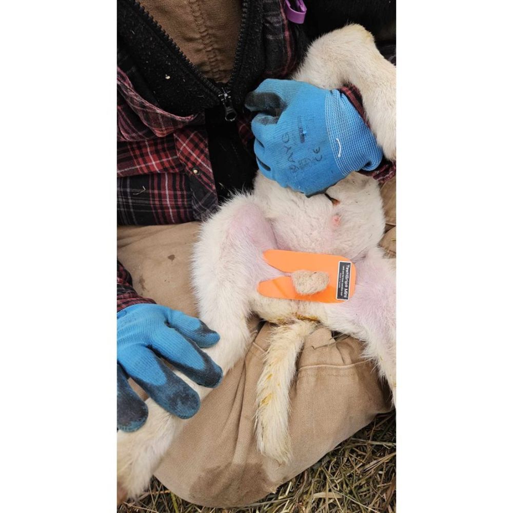 Mini testi grip pour agneaux UKAL