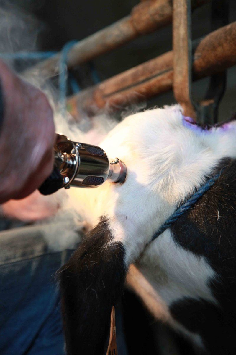 Ecorneur à gaz NETHORN + 2 cartouches gaz