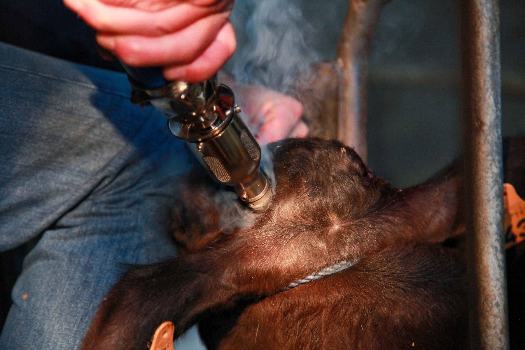 Ecorneur à gaz NETHORN + 2 cartouches gaz