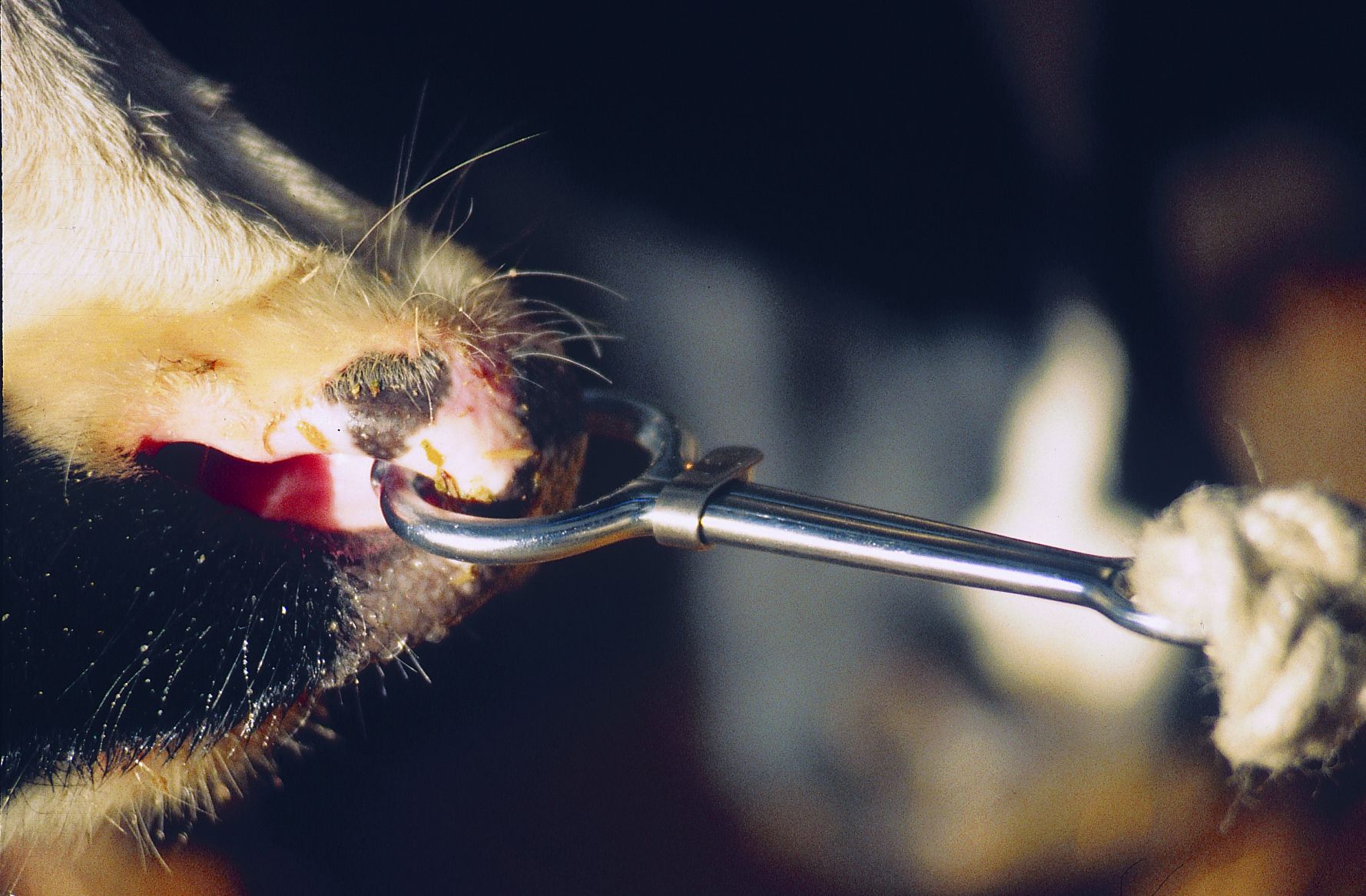 Pince mouchette à coulant acier nickelé