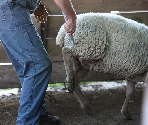 Crochet de berger pour pattes