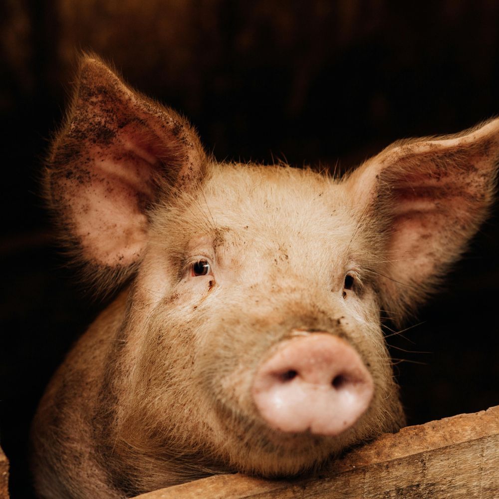 Jouet corde coton pour porcs ⌀ 10 mm 250 m KAMER