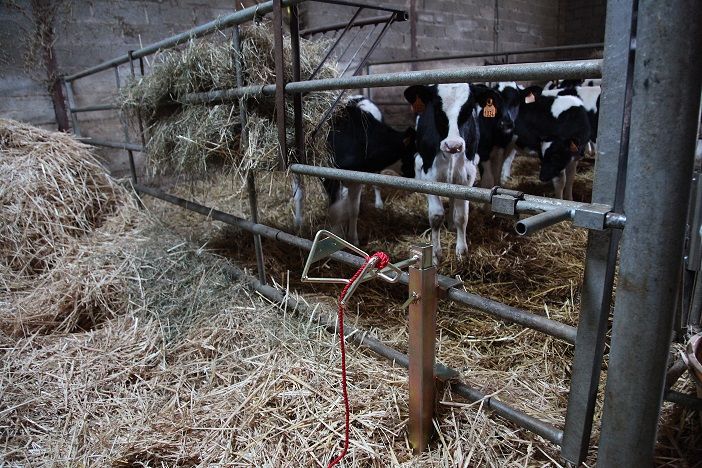 Support de contention pour bovin et ovin