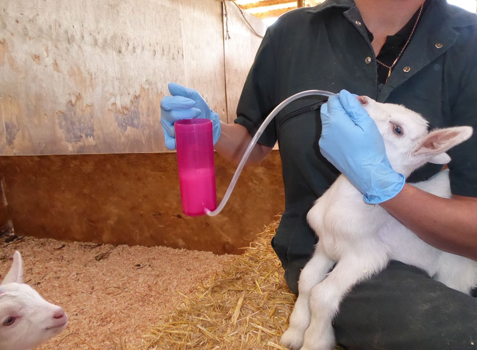 Rehydrateur agneau ANTAHI