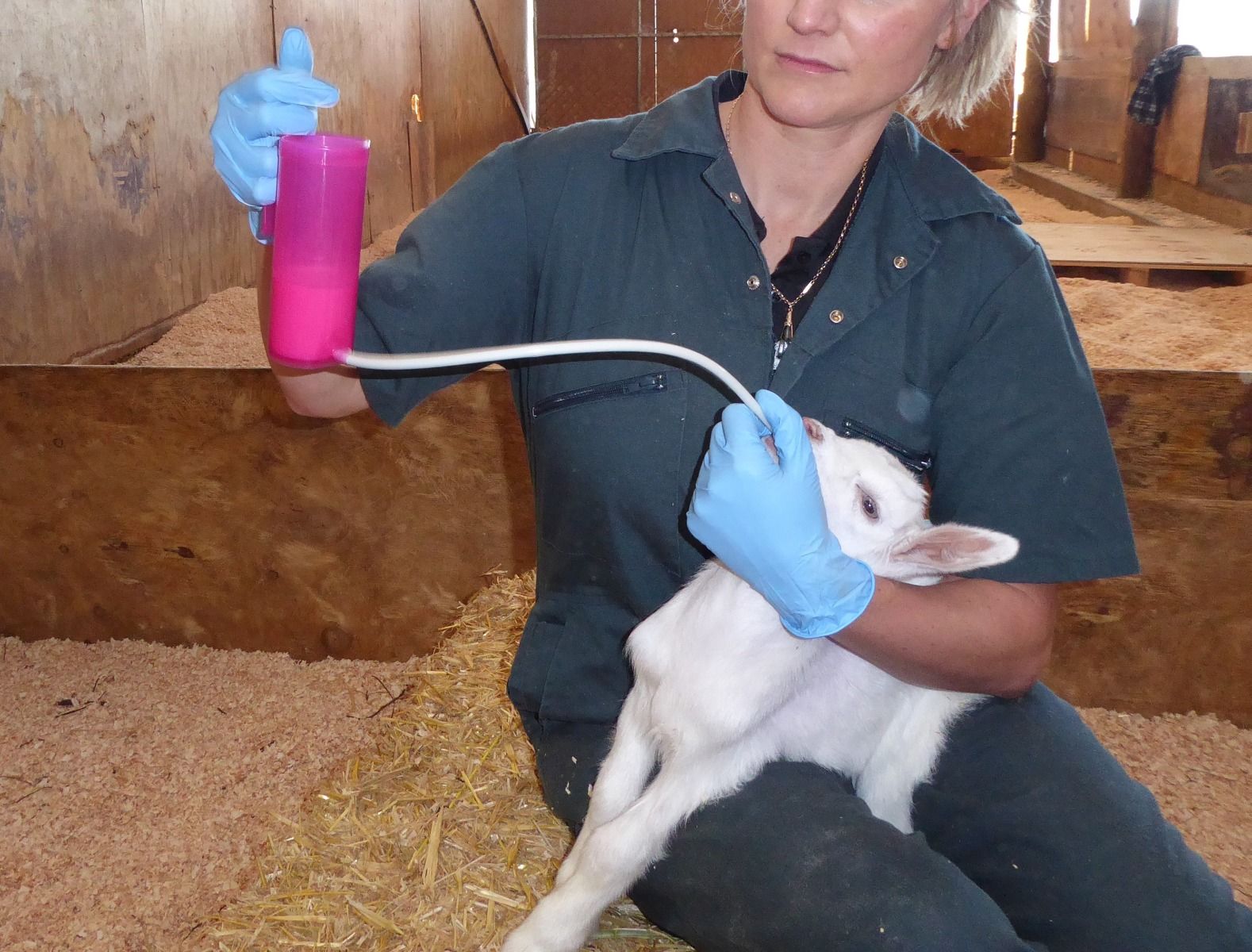 Rehydrateur agneau ANTAHI