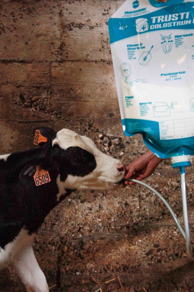 4 Sacs pour colostrum avec embout et tube ANTAHI