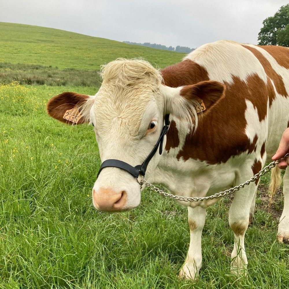 Licol américain en cuir noir pour vache laitière KAMER