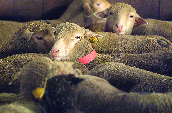 Collier plastique pour ovins orange X1