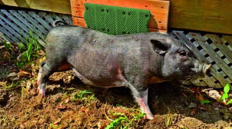 Grattoir mural pour porc