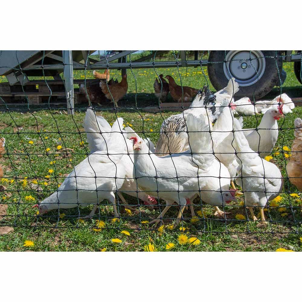 Filet volaille non électrifié, 1.20 x 50 m