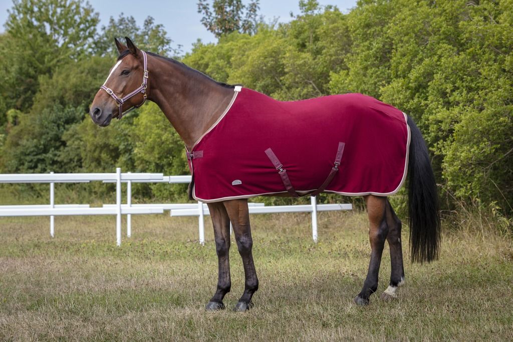 Licol polyfun bordeaux EQUITHEME pour cheval