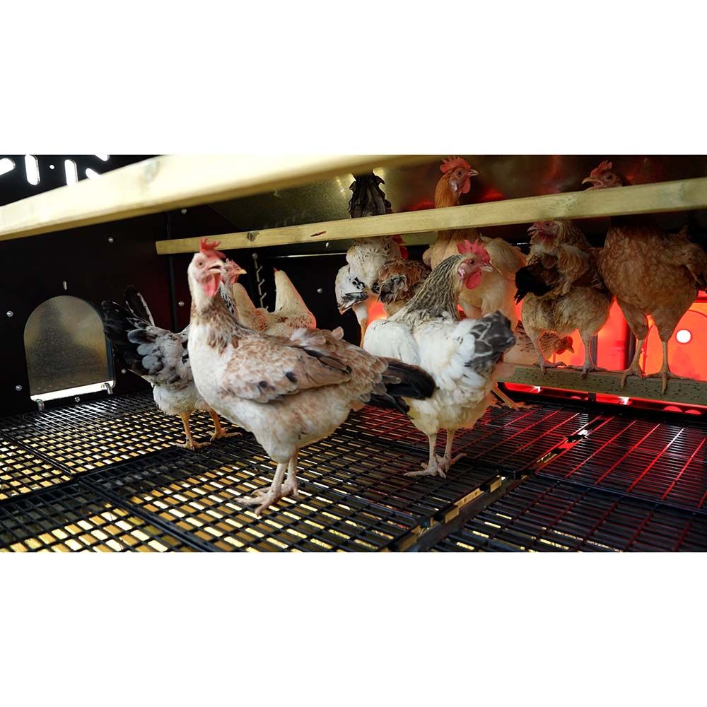 Poulailler pour 30 poules