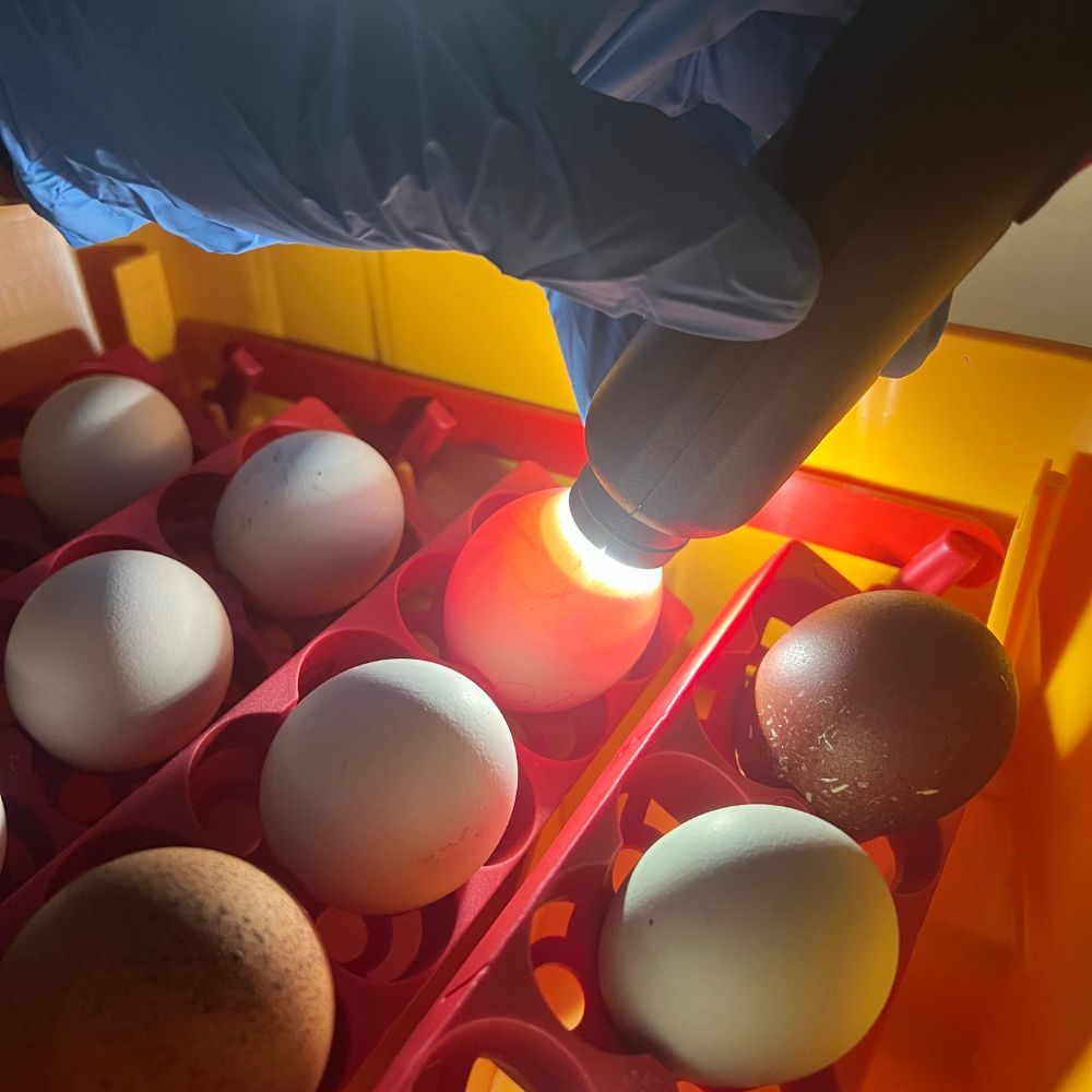 Couveuse automatique 12 œufs RIVER by CHICK'A