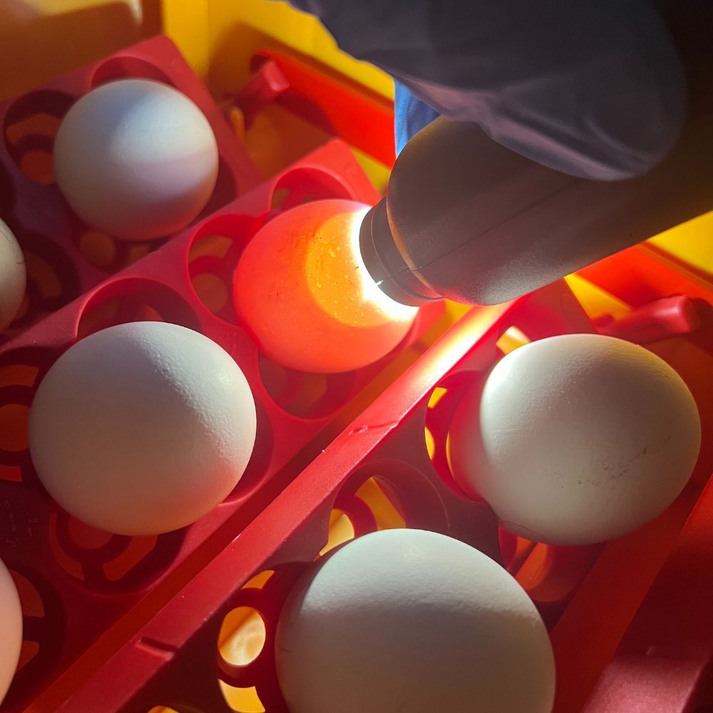 Couveuse automatique 12 œufs RIVER by CHICK'A