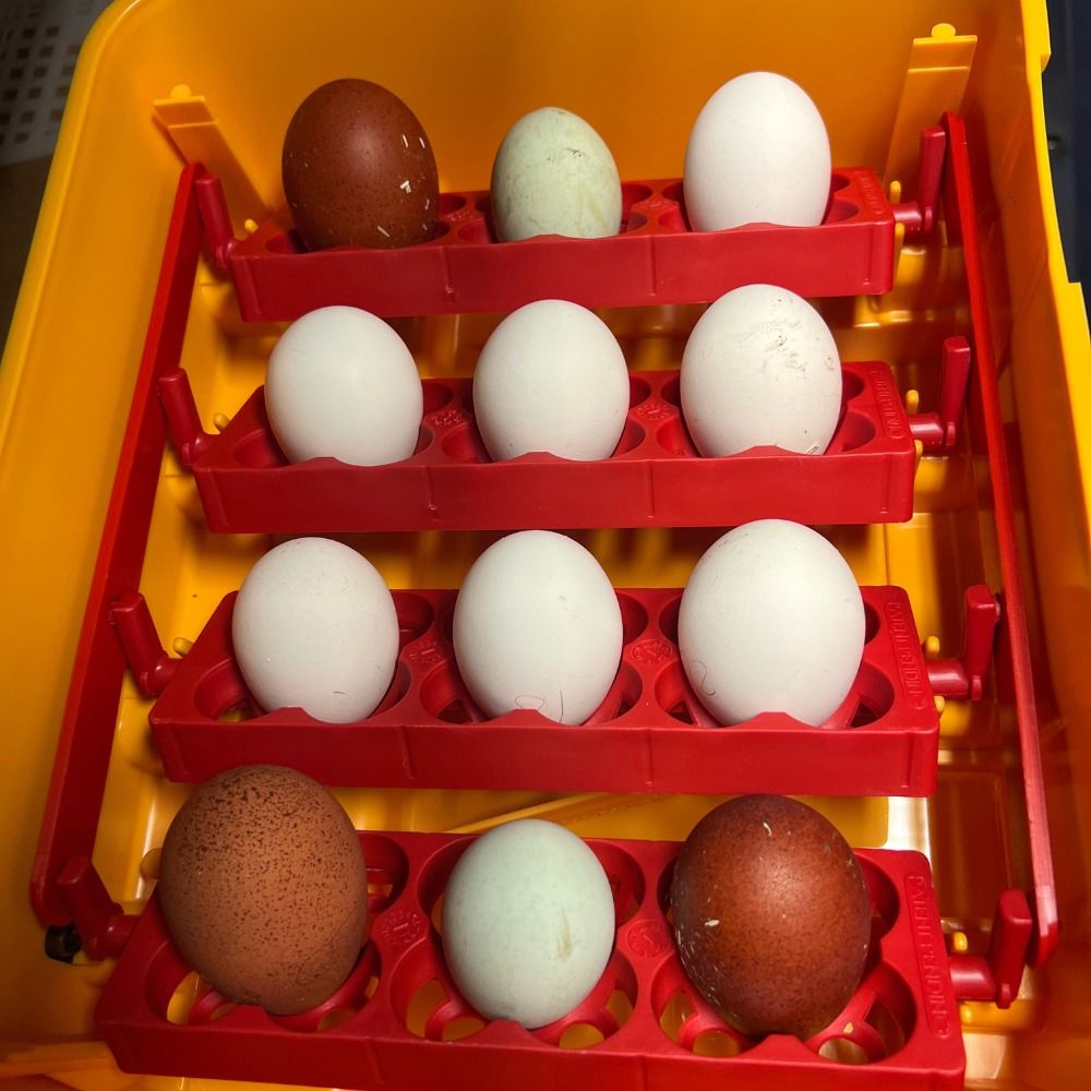 Couveuse automatique 12 œufs RIVER by CHICK'A