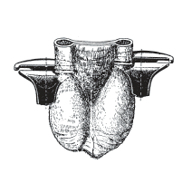 Pince à castrer 30 cm KAMER