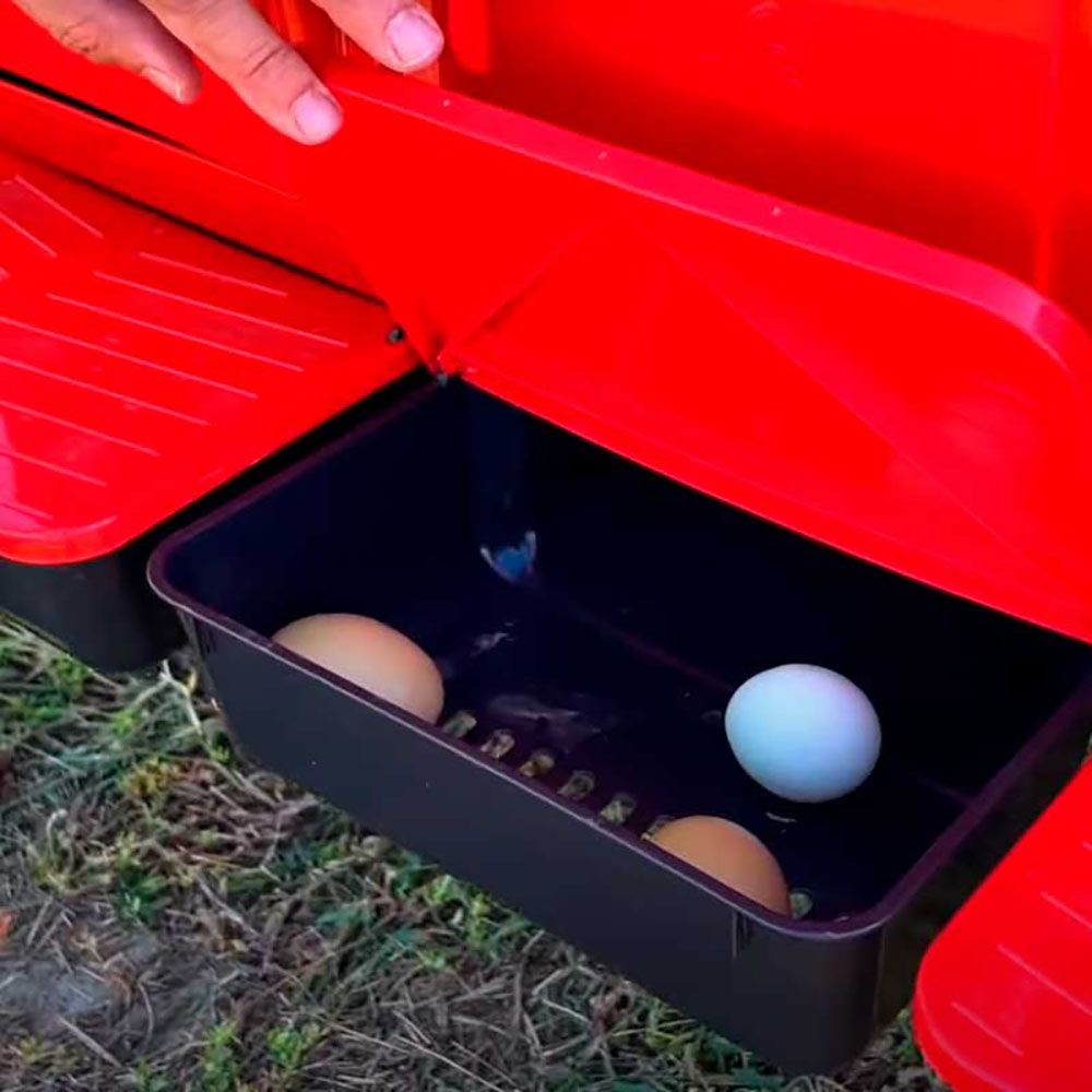 Poulailler pour 30 poules