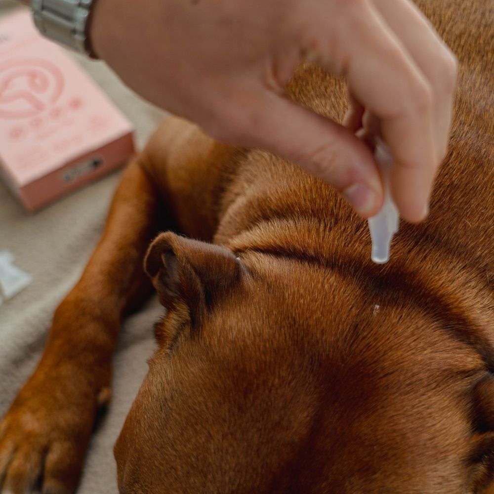 5 pipettes répulsives Spot-on 1 ml PURALIA