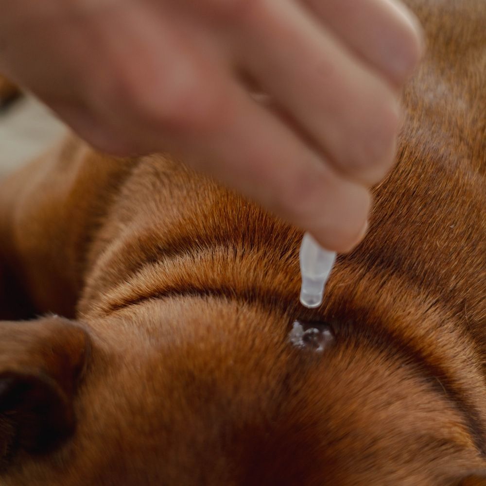 5 pipettes répulsives Spot-on 1 ml PURALIA