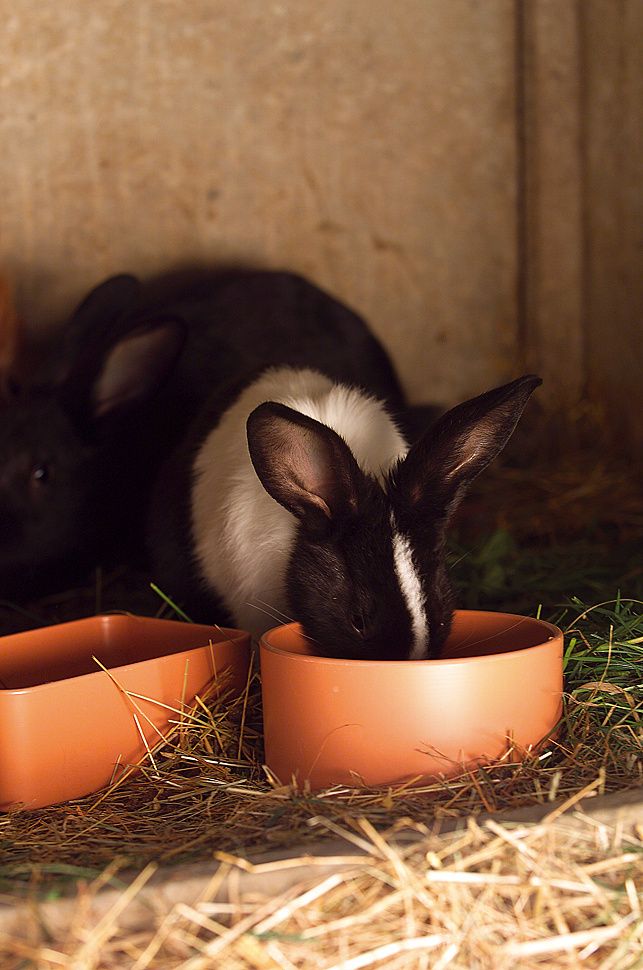 Mangeoire plastique ronde