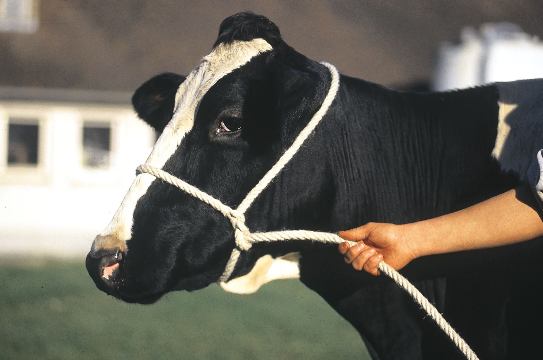 Licol PPTEX beige Ø 12 mm, 3 m 