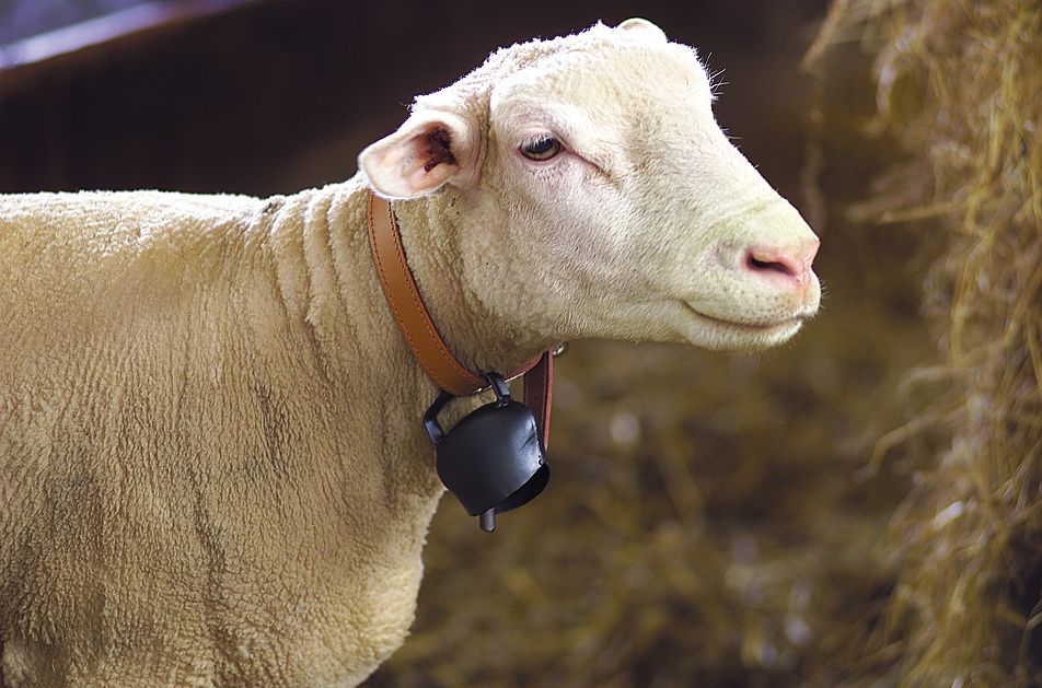 Cloche en acier bombé Black-Blue 64 mm