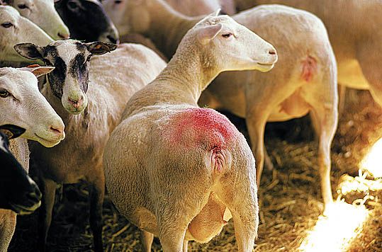 Bloc marqueur rouge pour harnais RAIDEX