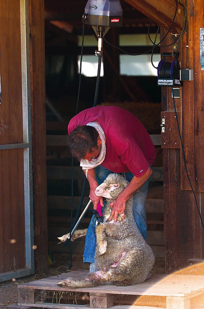 Tondeuse Heiniger One couplage Worm + Poignée Icon