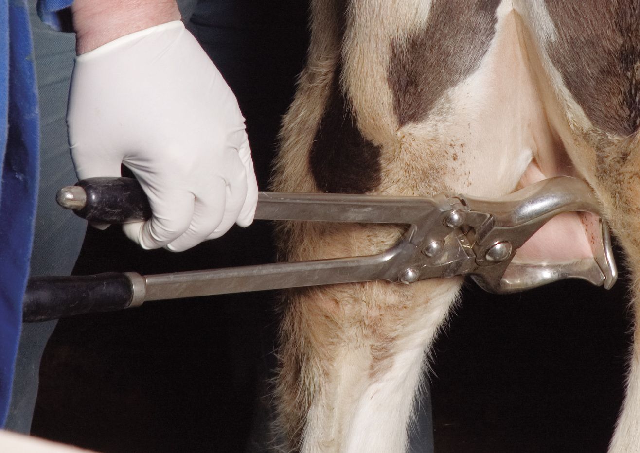 Pince à castrer 30 cm KAMER