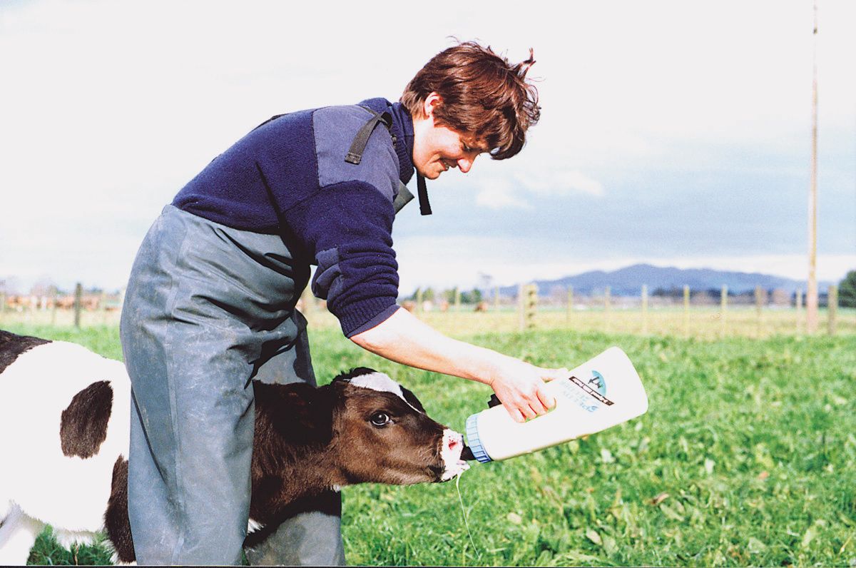 Biberon veau Speedy Feeder 2,5 litres