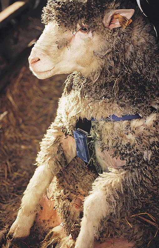 Harnais marqueur en nylon pour bélier