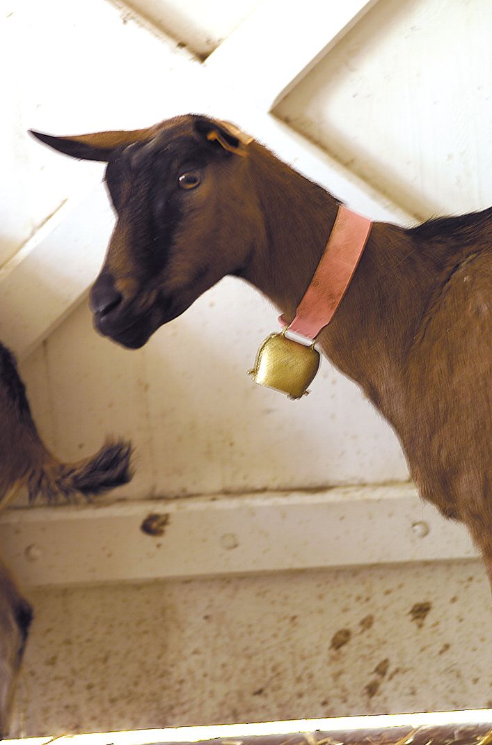 Cloche en acier droit coloris bronze 60 mm