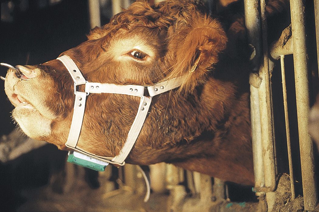 Harnais marqueur en cuir pour taureau