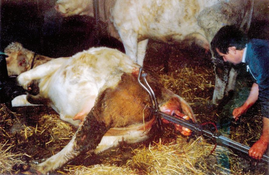 Vêleuse Vink alternative race à viande