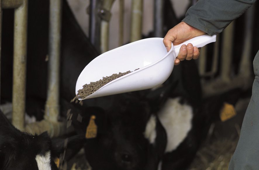 Pelle à grain plastique, 2 l