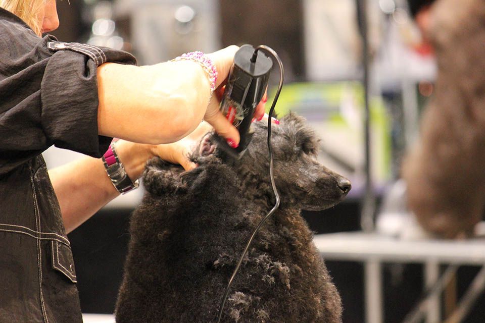 Tondeuse Saphir Cord HEINIGER