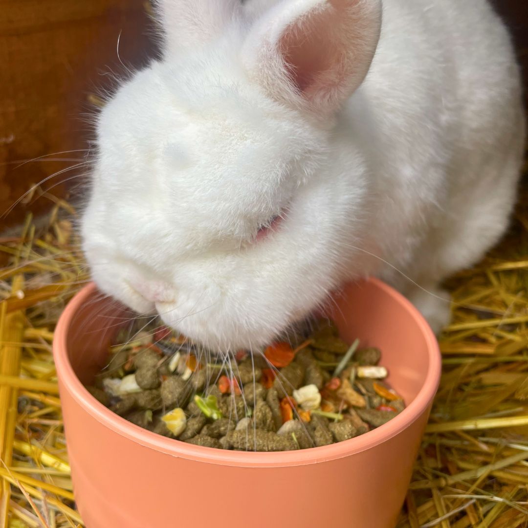 Mangeoire plastique ronde