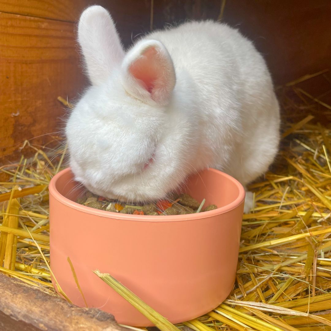 Mangeoire plastique ronde