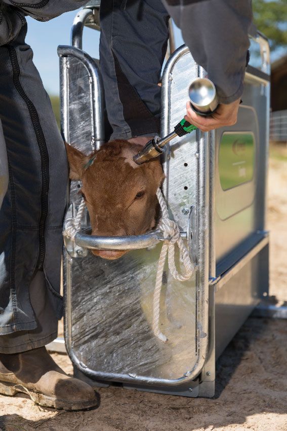 Ecorneur à gaz ARKOS bovins EXPRESS FARMING