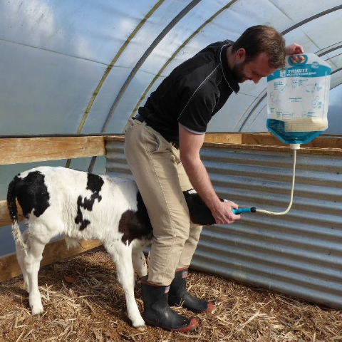 10 Sacs pour colostrum ANTAHI