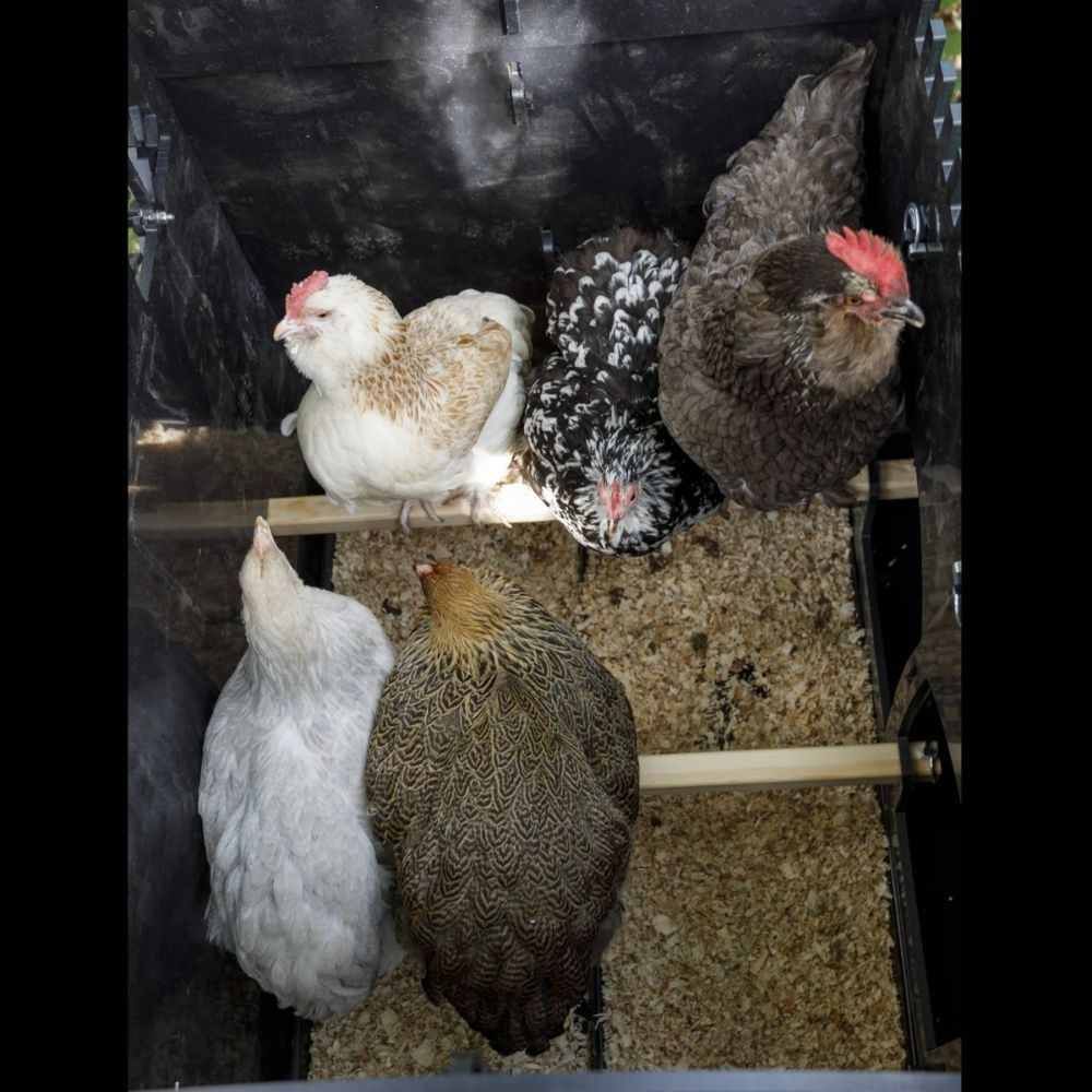 Poulailler recyclé au sol pour 5 à 9 poules modèle moyen NESTERA