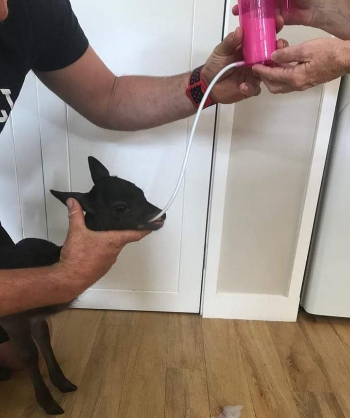 Tube de remplacement pour le TrustiTuber pour agneau ANTAHI