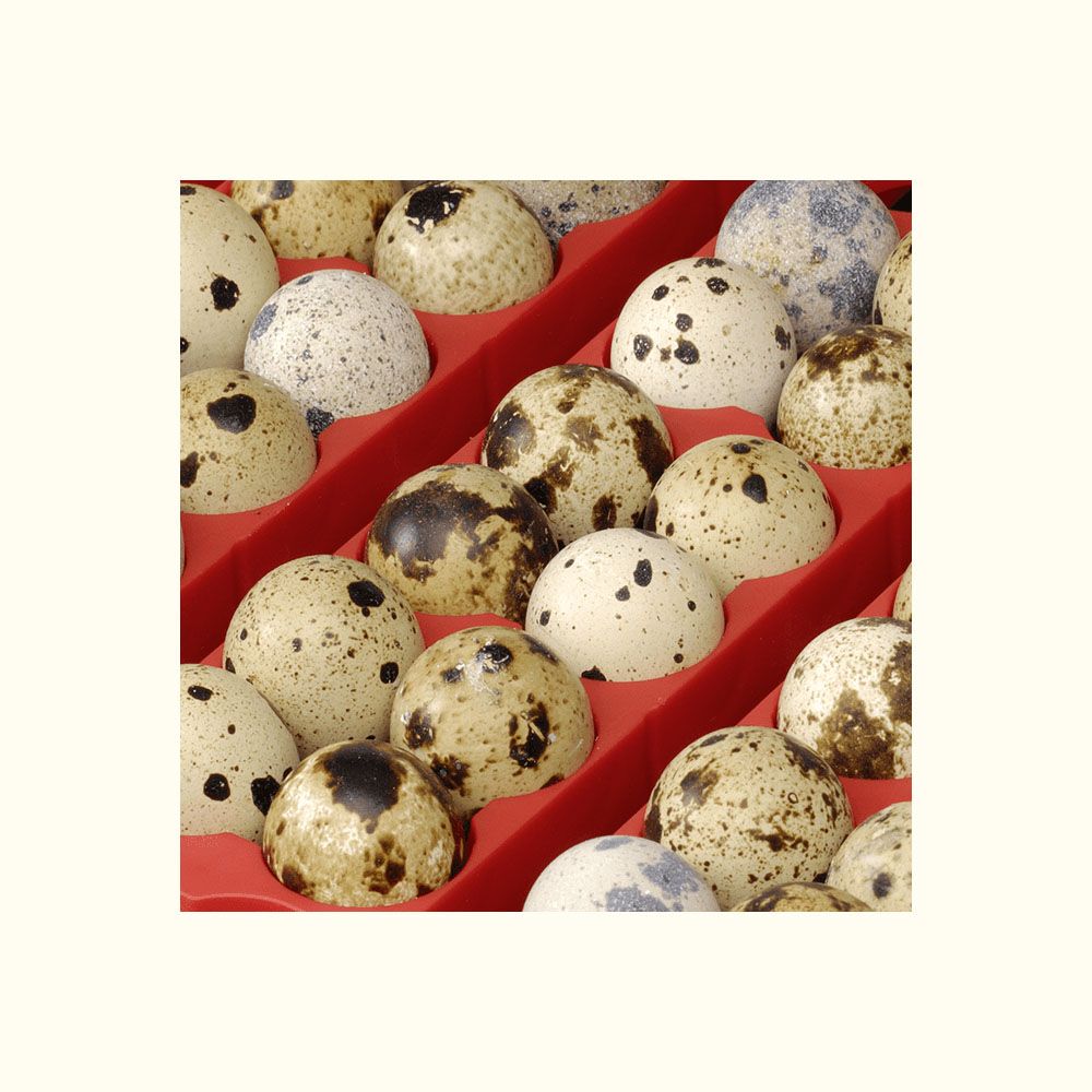 Couveuse automatique 24 oeufs RIVER