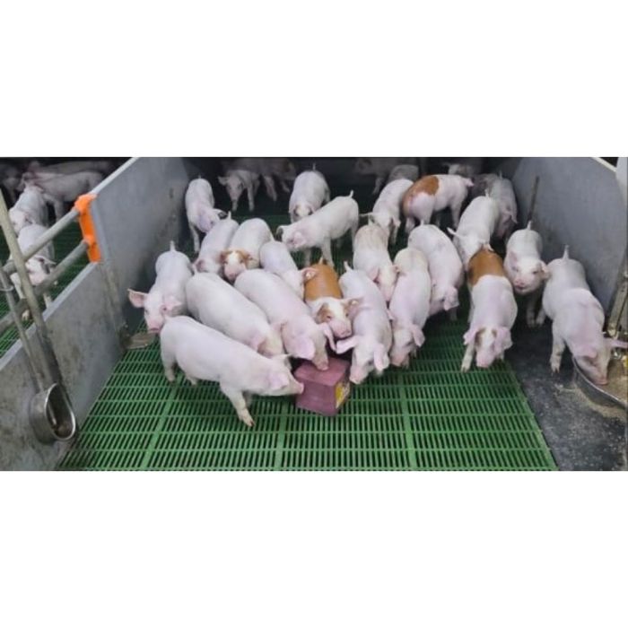  Bloc de pierre minérale à lécher anti-stress 5 kg IMIMA 