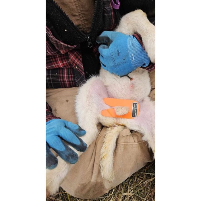 Mini testi grip pour agneaux UKAL