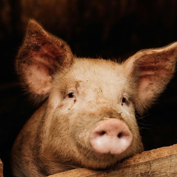 Jouet corde coton pour porcs ⌀ 8 mm 250 m KAMER