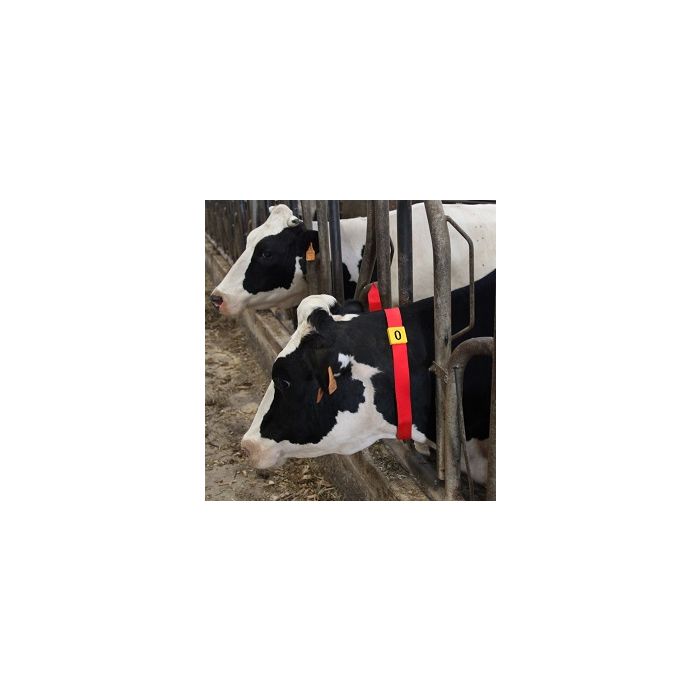 Passant d'identification jaune chiffre 8