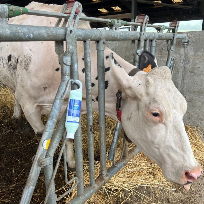 Soin apaisant et rafraîchissant pour pis 500 ml SEPTICARE MINT